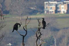 Cormorants in tree above the Cut