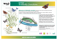 IB1-Butterfly-Junction