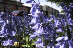 Close up of bluebells on Coronation Road