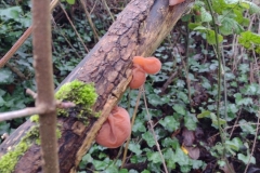 Wood Ear fungus